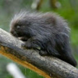 Meet your Posher, Elisabeth